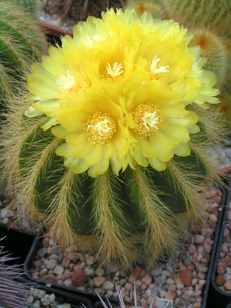 Eriocactus warasii